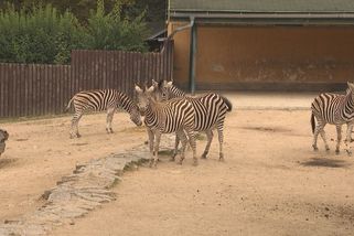 Liberecká zoo se pyšní nejen bílými tygry. Chovají i další ohrožené druhy